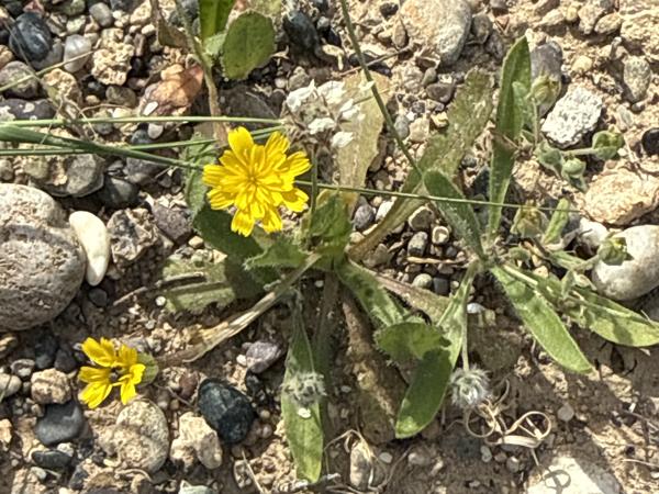 <h3><a href="/trips/kreta/biota/plantae/tracheophyta/magnoliopsida/asterales/asteraceae/leontodon taraxacoides/leontodon taraxacoides-nl.html">Leontodon&nbsp;taraxacoides</a> /  / </h3><p>Ook bekend als Leontodon saxatilis</p>Apple iPhone